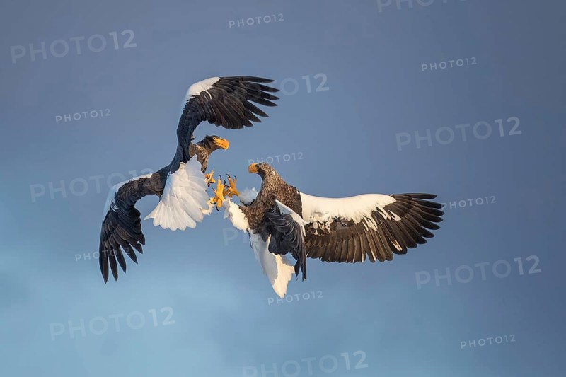 Steller's Sea Eagle (Haliaeetus pelagicus) fighting in flight, Hokkaido, Japan