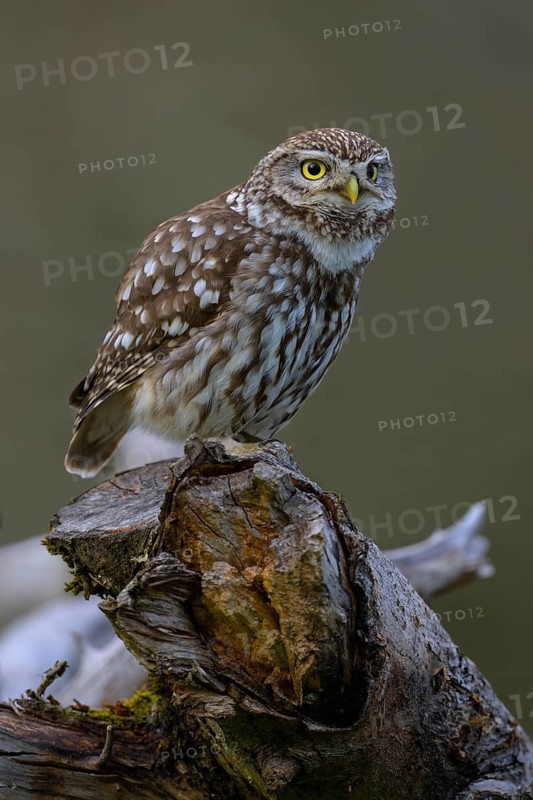 Little Owl (Athene noctua), male on dead apple tree branch, biosphere reserve, Swabian Alb, Baden-Württemberg, Germany
