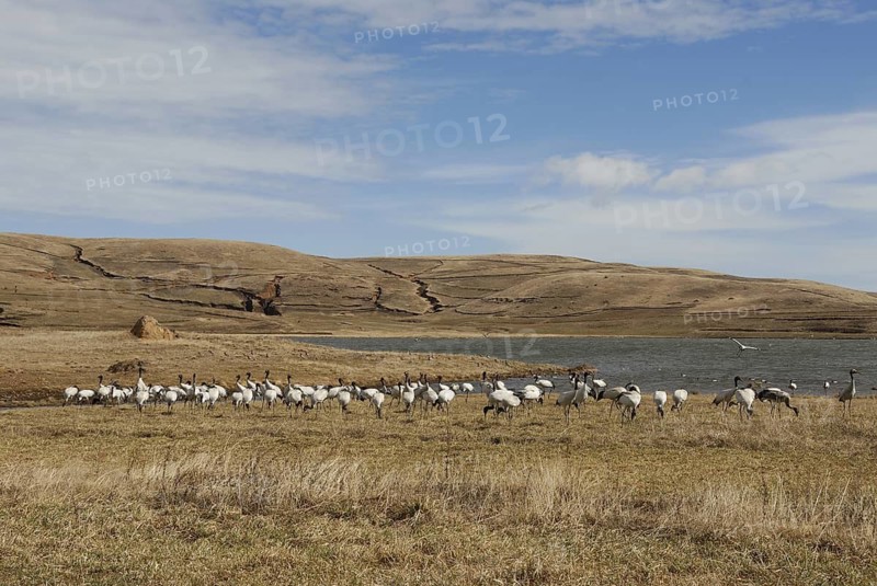 Black-necked Crane (Grus nigricollis), Dashanbo, China