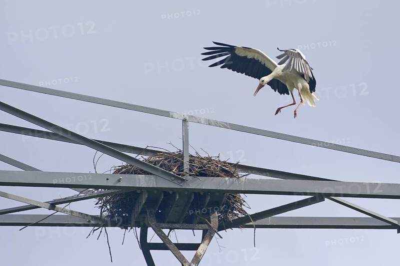 White Stork (Ciconia ciconia) nest, Netherlands