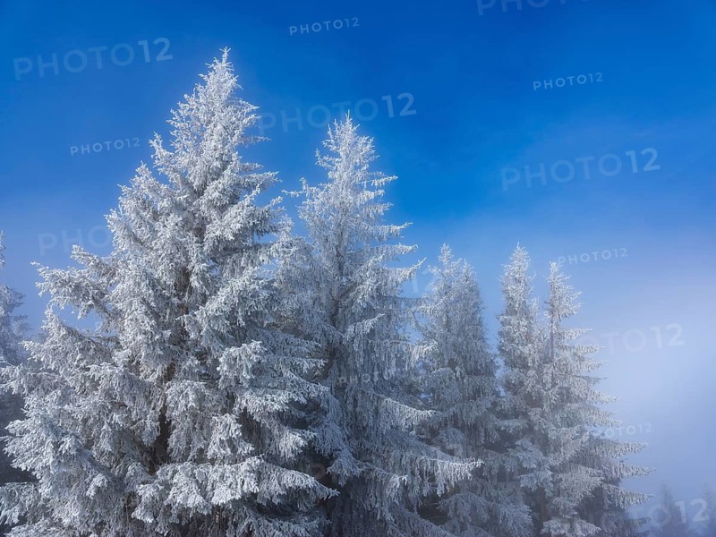 Icy conifers against blue sky, Farrenpoint, Mangfallgebirge, Bad Feilnach, Upper Bavaria, Bavaria, Germany