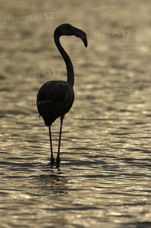 Greater Flamingo (Phoenicopterus roseus), Camargue, France