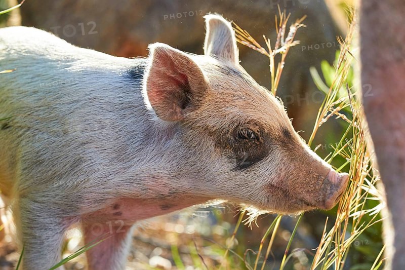 A piglet looks at its surroundings with interest, farm animals, Mani Peninsula, Peloponnese, Greece