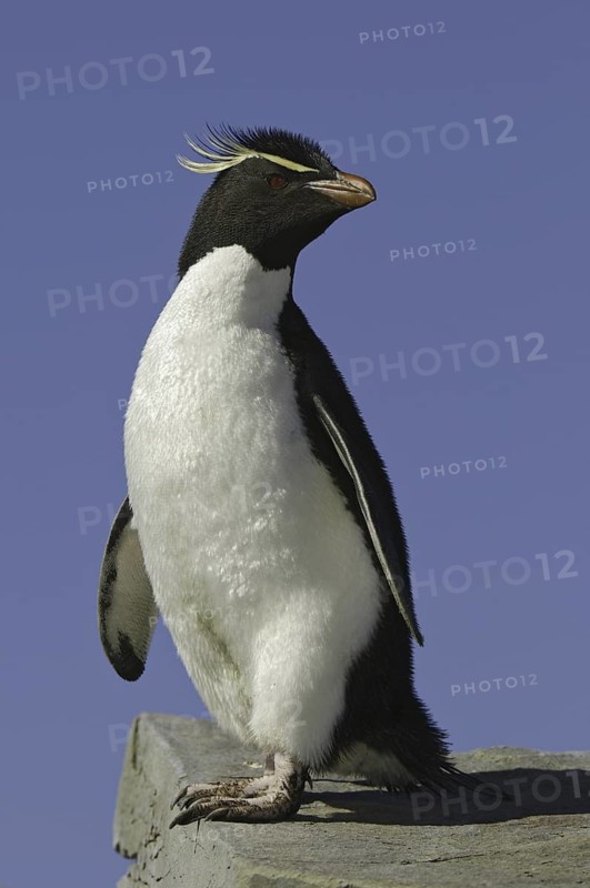 Southern Rockhopper Penguin (Eudyptes chrysocome), Falkland Islands