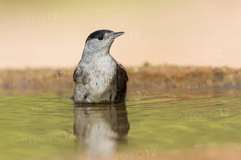 Eurasian Blackcap (Sylvia atricapilla) male bathing, Eilat, Israel