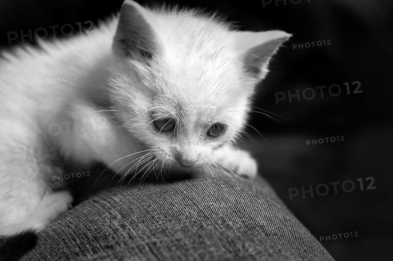 White kitten, felidae (Felis silvestris catus), lying down and resting, close-up, monochrome, Germany