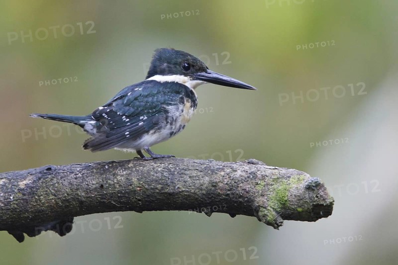 Amazon Kingfisher (Chloroceryle amazona), Ecuador