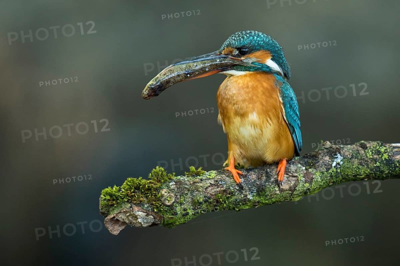 Common Kingfisher (Alcedo atthis) female perched on a branch with a fish in its beak, Lower Saxony, Germany