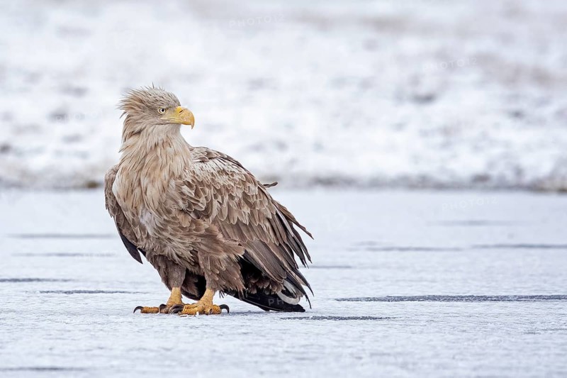 White-tailed Eagle (Haliaeetus albicilla), Poland