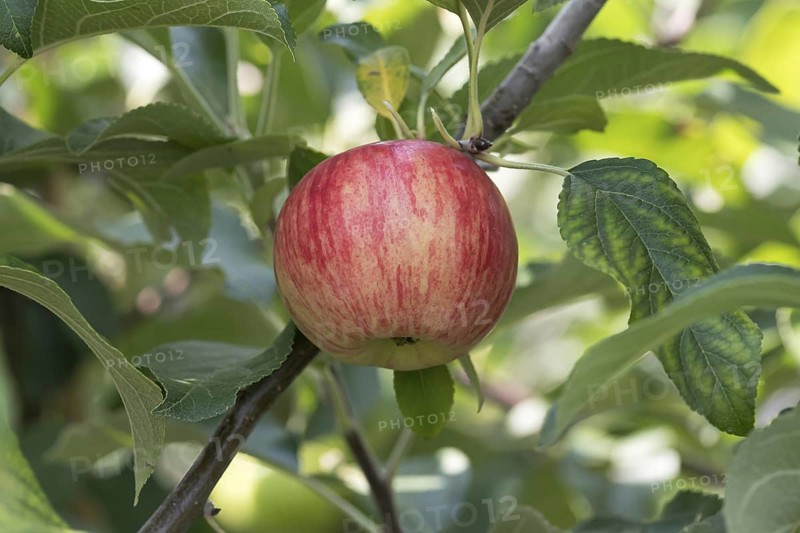 Apple (Malus domestica 'Nela'), Bavarian Fruit Centre, Germany