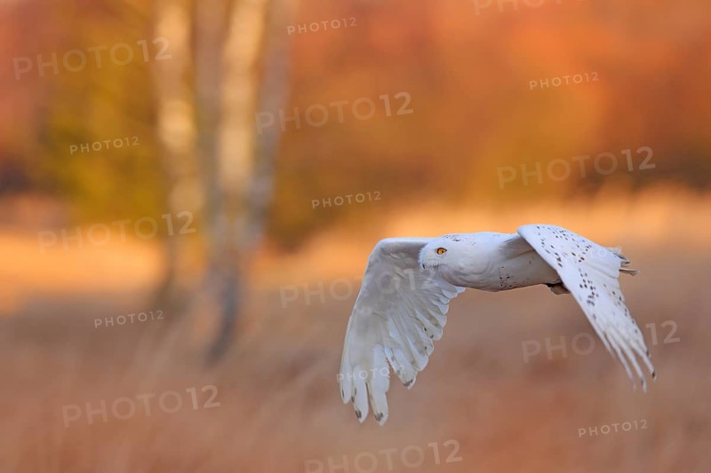 Snowy owl sitting on the snow in the habitat. Cold winter with white bird. Wildlife scene from nature, Manitoba, Canada. Owl on the white meadow, animal behaviour