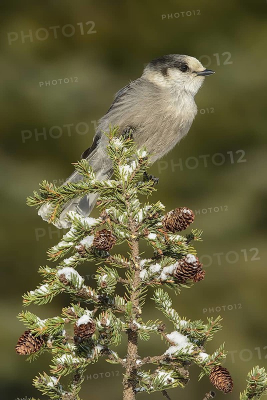 Grey Jay (Perisoreus canadensis), Alaska, USA