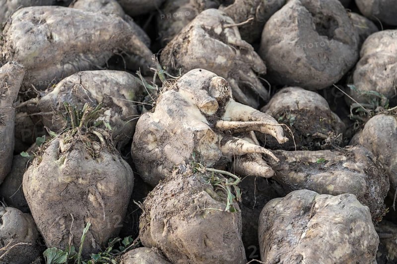 Sugarbeet