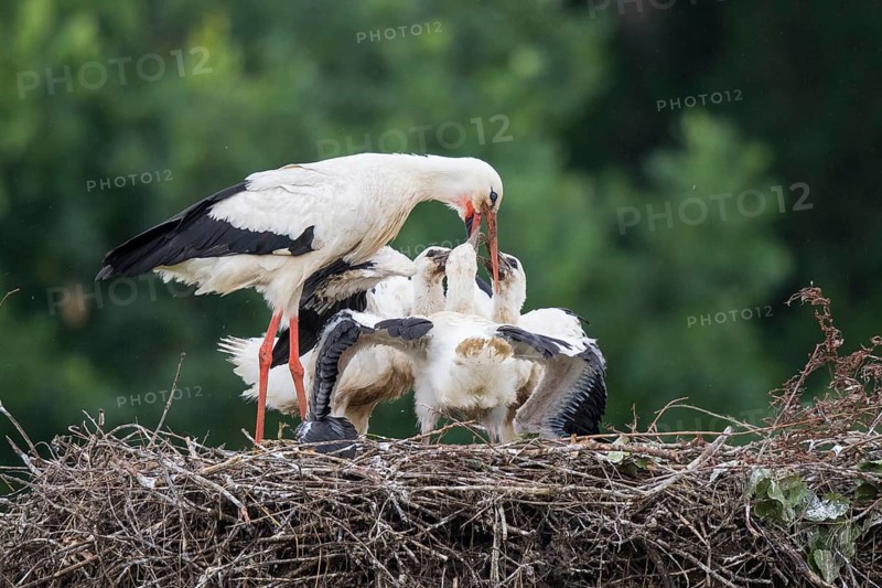 White Stork (Ciconia ciconia) feeding young in nest, North Rhine-Westphalia, Germany