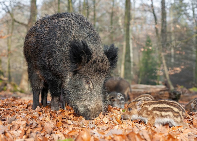 Wild boar, wild boar (Sus scrofa), a wild goat and young boar looking for food in the forest, Germany