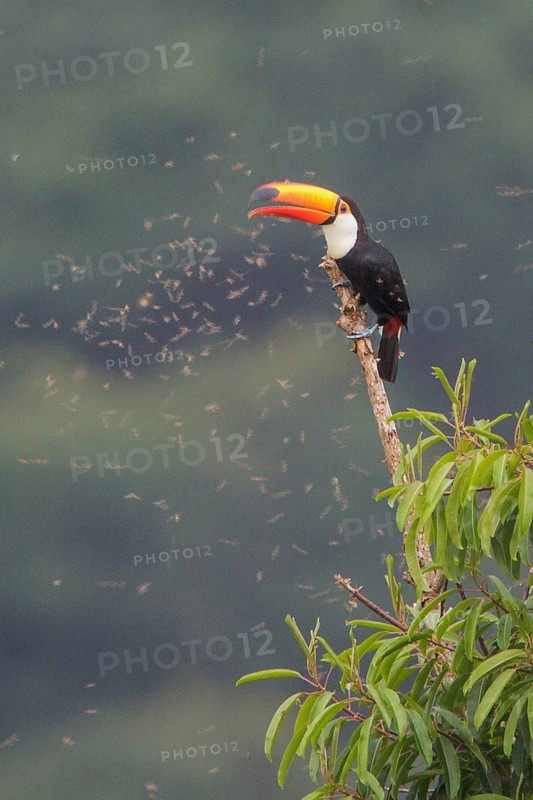 Toco Toucan (Ramphastos toco) perched on a branch in the Atlantic rainforest of southeast Brazil