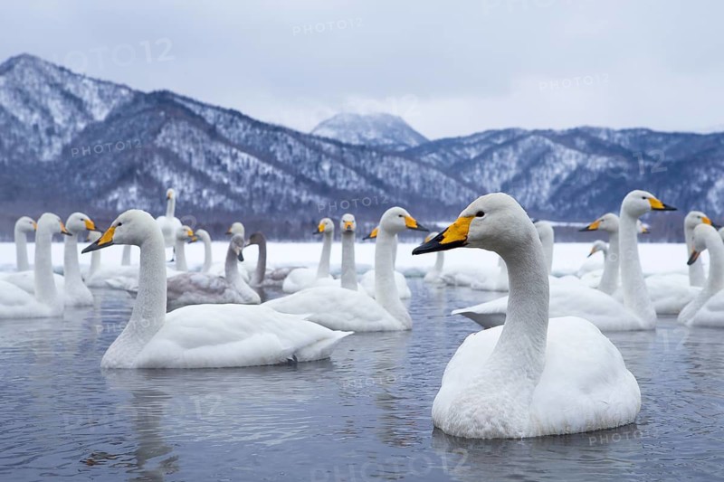 Whooper Swan (Cygnus cygnus) group, Hokkaido, Japan