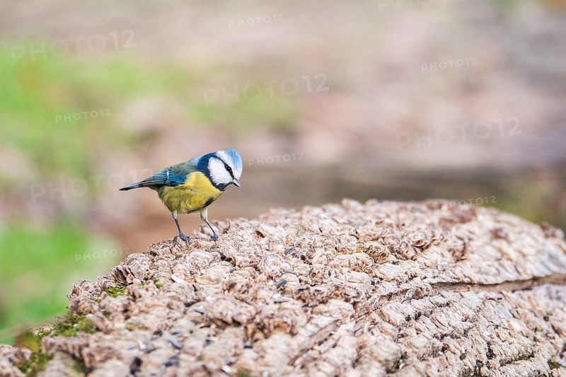 A Blue Tit (Cyanistes caeruleus) stands on a rough, textured tree trunk in a Forest, displaying vibrant blue and yellow plumage