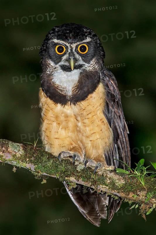 Spectacled Owl (Pulsatrix perspicillata) perched on a branch in Costa Rica