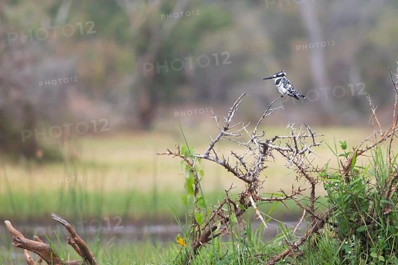 Grey Kingfisher (Ceryle rudis), Kingfisher, Akagera National Park or Kagera National Park, Eastern Province, Rwanda