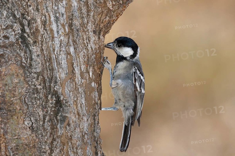 Acacia Tit (Melaniparus thruppi), Samburu, Kenya