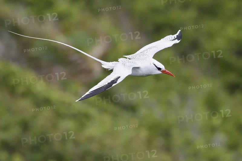 Red-billed Tropicbird (Phaethon aethereus) flying, Trinidad and Tobago