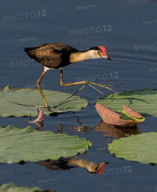 Comb-crested Jacana (Irediparra gallinacea), Northern Territory, Australia