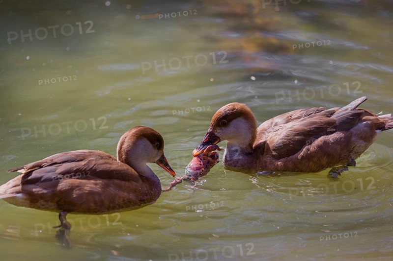 Two female red-crested pochards (Netta rufina) fight over a grass frog (Rana temporaria) and try to eat it
