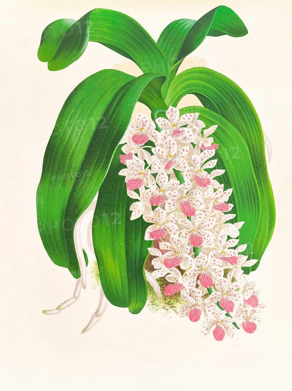 Orchid, Saccolabium giganteum var illustre, authentic reproduction of an illustration by Jean Jules Linden (1817 - 1898), Luxembourgish-Belgian botanist, one of the fathers of orchid research, Historical