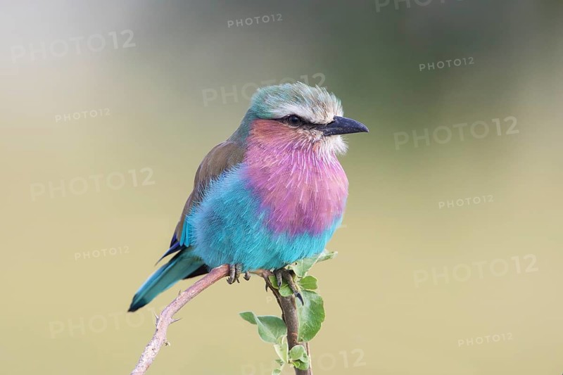 Lilac-breasted Roller (Coracias caudatus) perched on a branch, Serengeti, Tanzania