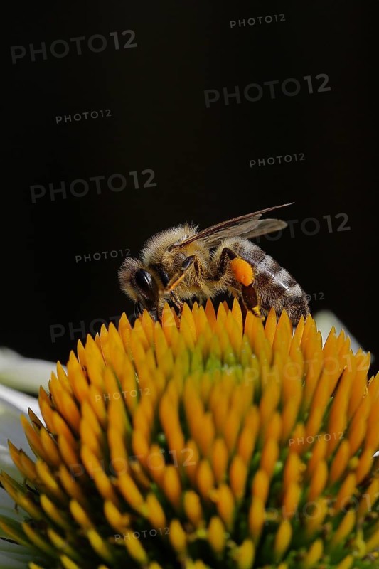 European honeybee (Apis mellifera), with pollen cup collecting nectar from a White Coneflower (Echinacea paradoxa) flower, black background, Wilnsdorf, North Rhine-Westphalia, Germany