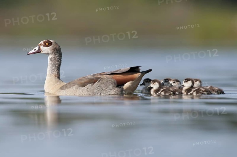 Egyptian Goose (Alopochen aegyptiaca) juvenile, Thuringia, Germany
