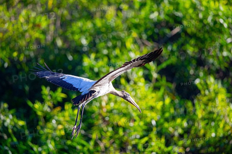 Forest stork (Mycteria americana) Pantanal Brazil