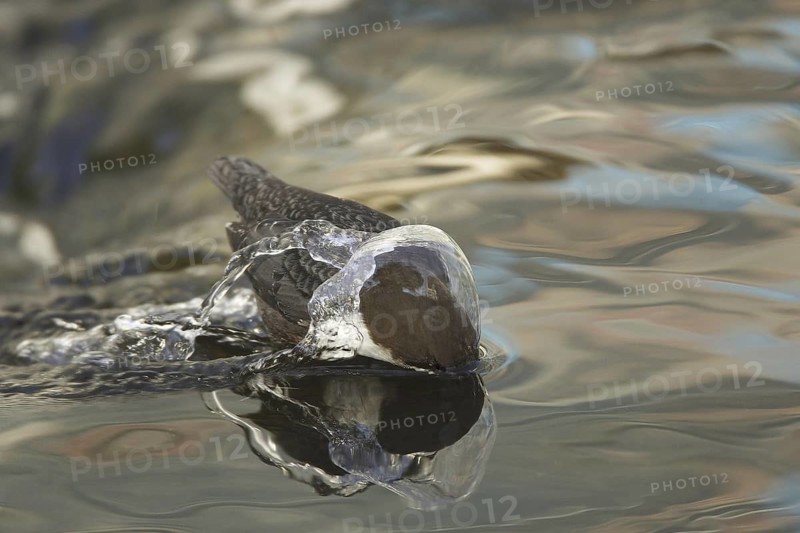 White-throated Dipper (Cinclus cinclus) juvenile, Germany