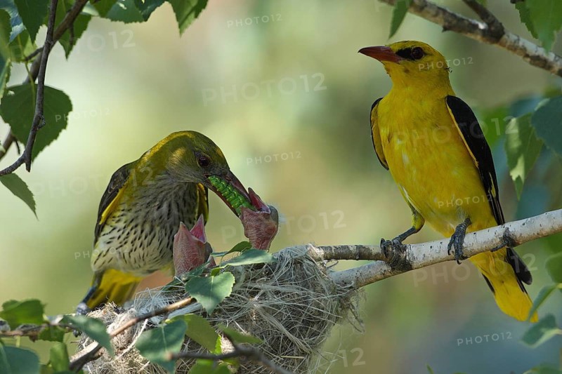 Eurasian Golden Oriole (Oriolus oriolus) female feeds chicks in nest, Bulgaria