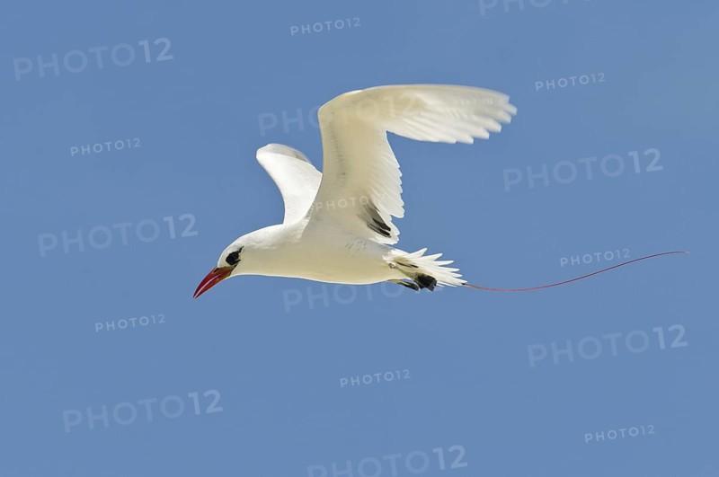 Red-tailed Tropicbird (Phaethon rubricauda), Hawaii, USA