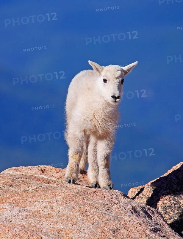 A young snow goat climbing a rocky plateau, Wyoming, USA, United States