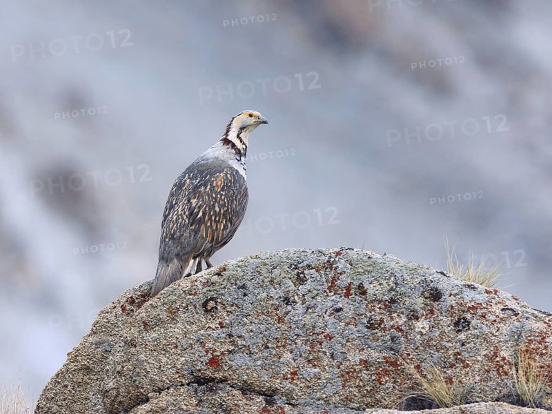 Himalayan Snowcock (Tetraogallus himalayensis), Ladakh, India