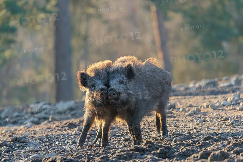 Two young wild boars (Sus scrofa) play fighting and dominance on a frozen field on a sunny day. A forest can be seen in the background