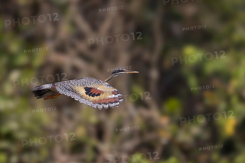 Sun rail (Eurypyga helias), in flight, Pantanal, Brazil