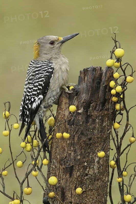 Golden-fronted Woodpecker (Melanerpes aurifrons), Texas, USA