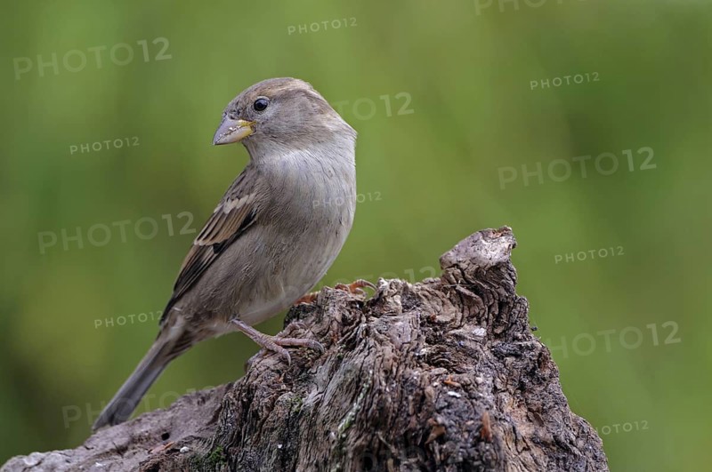 House Sparrow (Passer domesticus) female, Lower Saxony, Germany