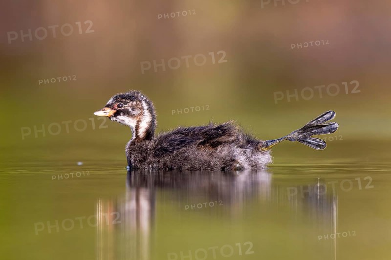 Little Grebe (Tachybaptus ruficollis) chick, North Rhine-Westphalia, Germany