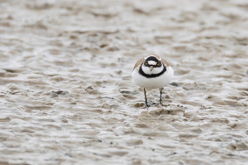 Little ringed plover (Charadrius dubius) adult wading bird on a mudflat, England, United Kingdom