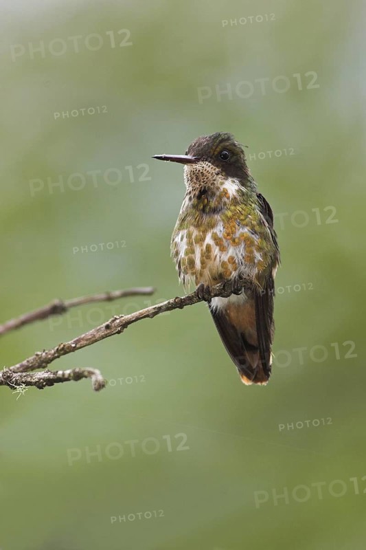 Black-crested Coquette (Lophornis helenae) female, Costa Rica