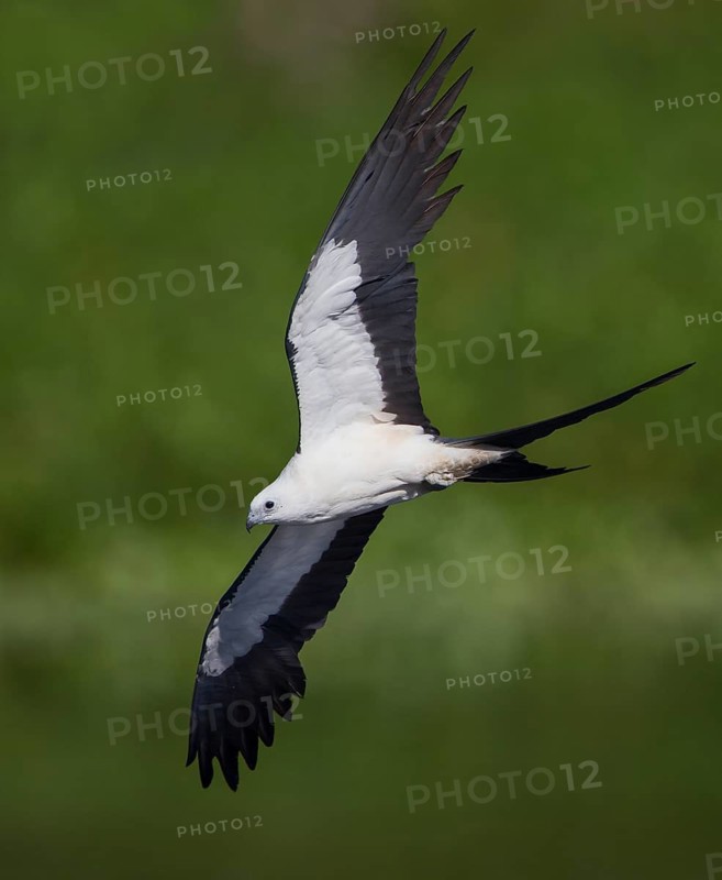 Swallow-tailed Kite (Elanoides forficatus) flying, Florida, USA