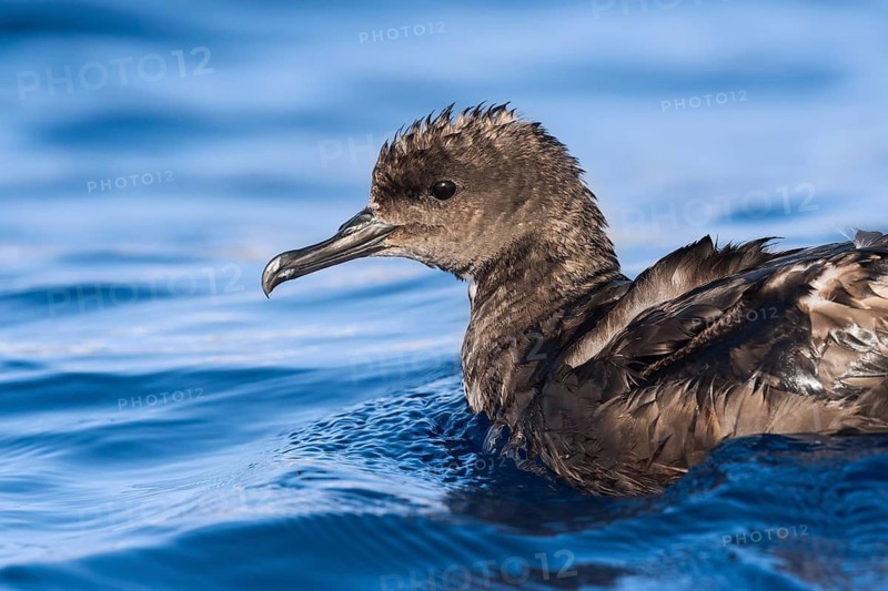 Sooty Shearwater (Ardenna grisea), Eilat, Israel