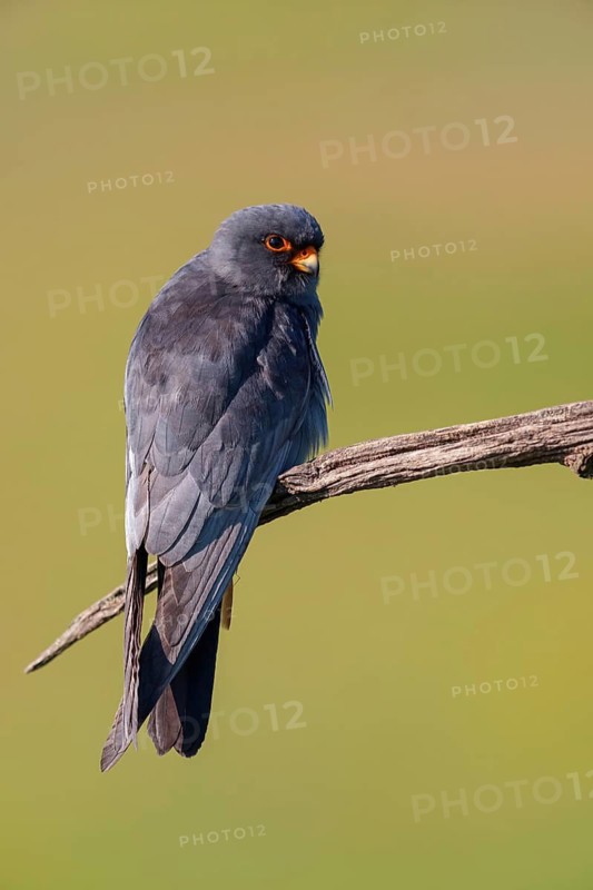 Red-footed Falcon, (Falco vespertinu), perching station, falcon family, Tower Hide, Tiszaalpár, Kiskunsági National Park, Bács-Kiskun, Hungary