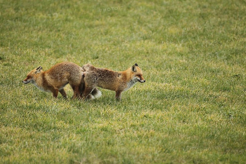 Fox (Vulpes vulpes) Ranz on the meadow, Allgäu, Bavaria, Germany, Allgäu, Bavaria, Germany