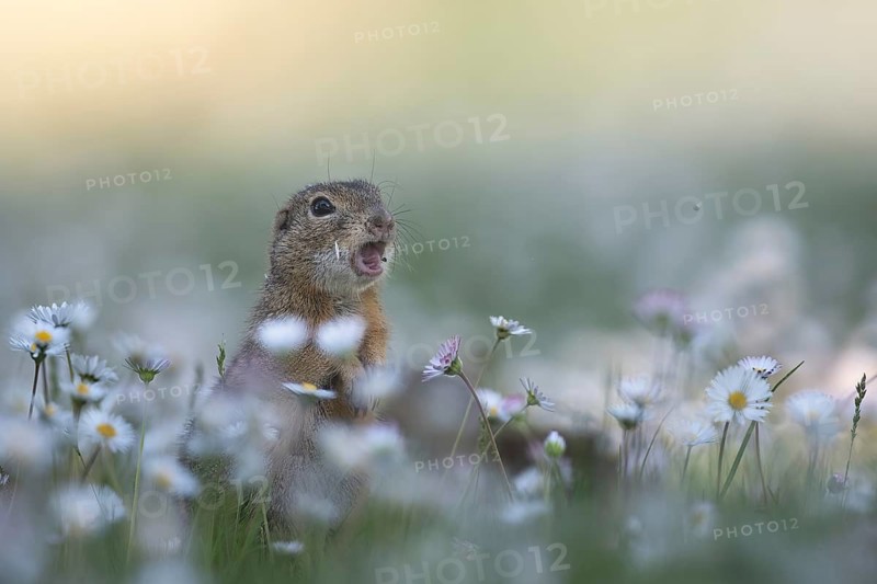 European ground squirrel (Spermophilus citellus) amid daisies
